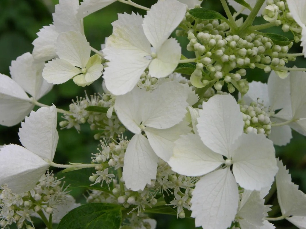Гортензия метельчатая Вайт Леди (White Lady) Р9