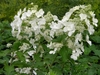 Гортензия метельчатая Вайт Леди (White Lady) Р9