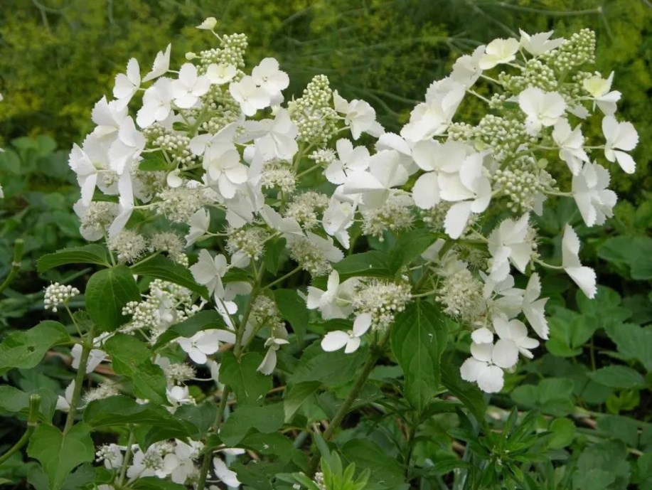 Гортензия метельчатая Вайт Леди (White Lady) Р9