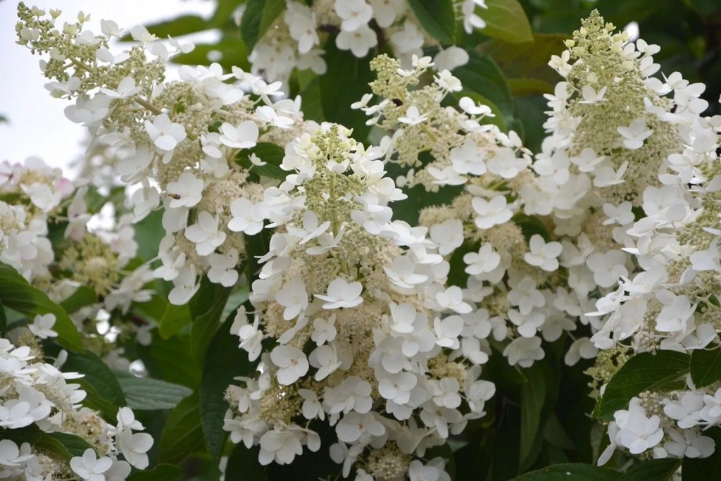 Гортензия метельчатая Вайт Леди (White Lady) Р9